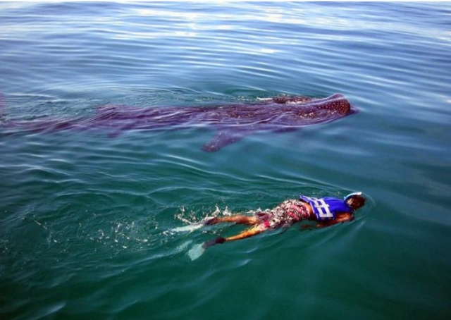 Visita guiada de snorkel